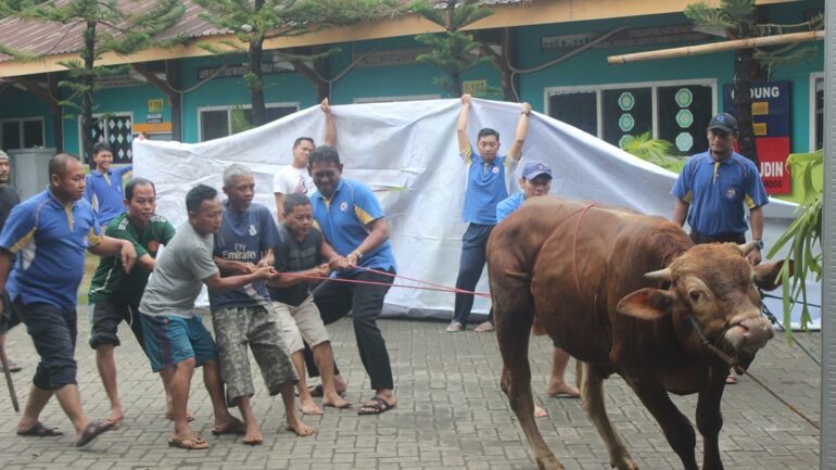 qurban